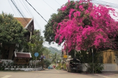 Streets painted pink by the street flowers